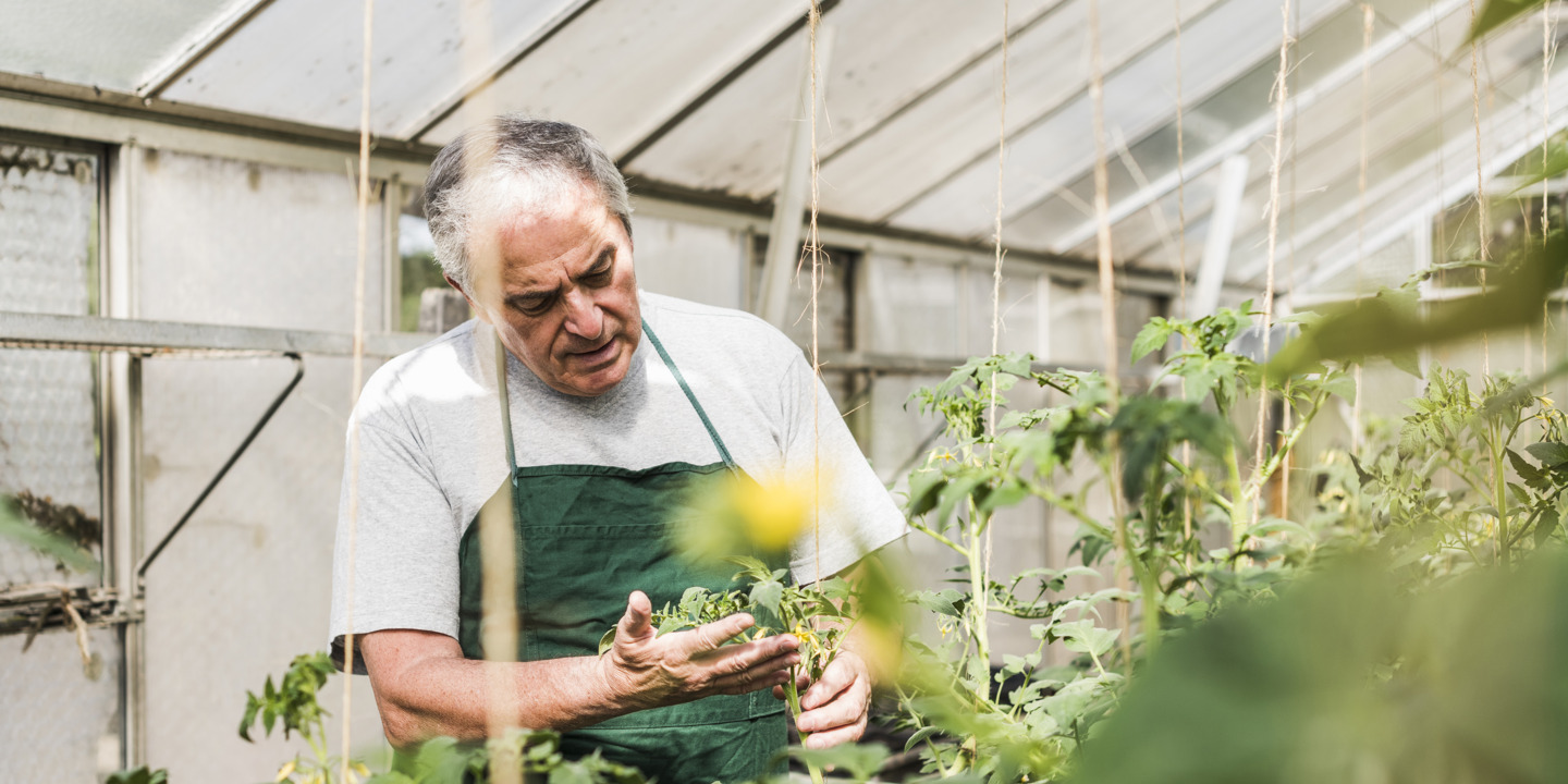 Ein älterer Mann in grüner Schürze inspiziert konzentriert eine Tomatenpflanze in einem hellen Gewächshaus mit grünen Pflanzen.