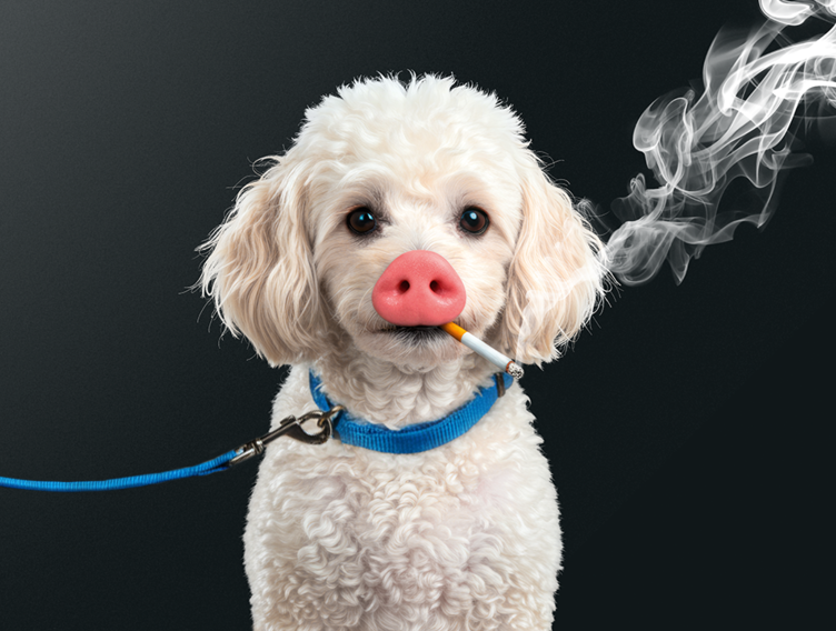 Ein Hund mit einer Schweineschnauze raucht eine Zigarette
