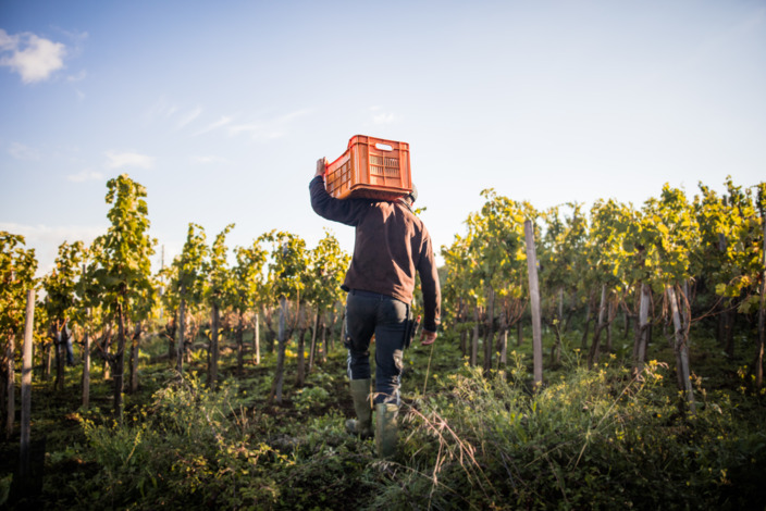 Arbeiter auf einem Weinberg läuft mit einer Kiste auf der Schulter