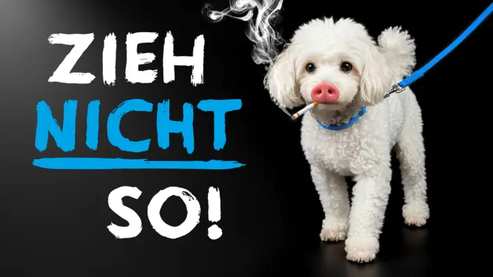 Schweinehund mit Zigarette im Maul geht an blauer Leine