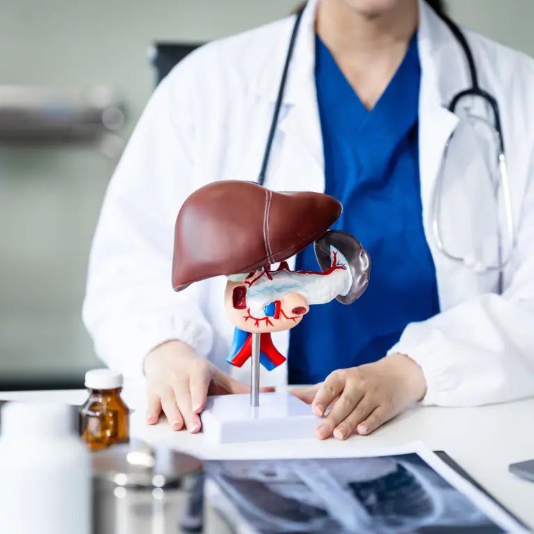 Ärztin steht vor einem Kunstmodell, das eine Fettleber darstellt