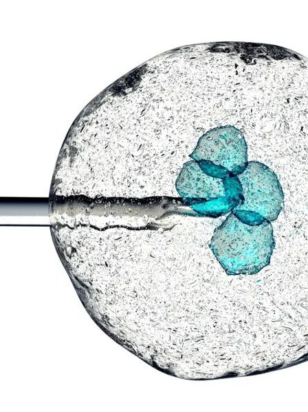 Mikroskopisches Bild einer Zelle, in die eine Pipette reingestochen wird