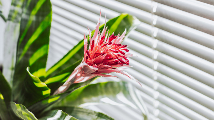 Bromelie im Wohnzimmer